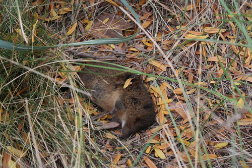 Red Hocicudo
