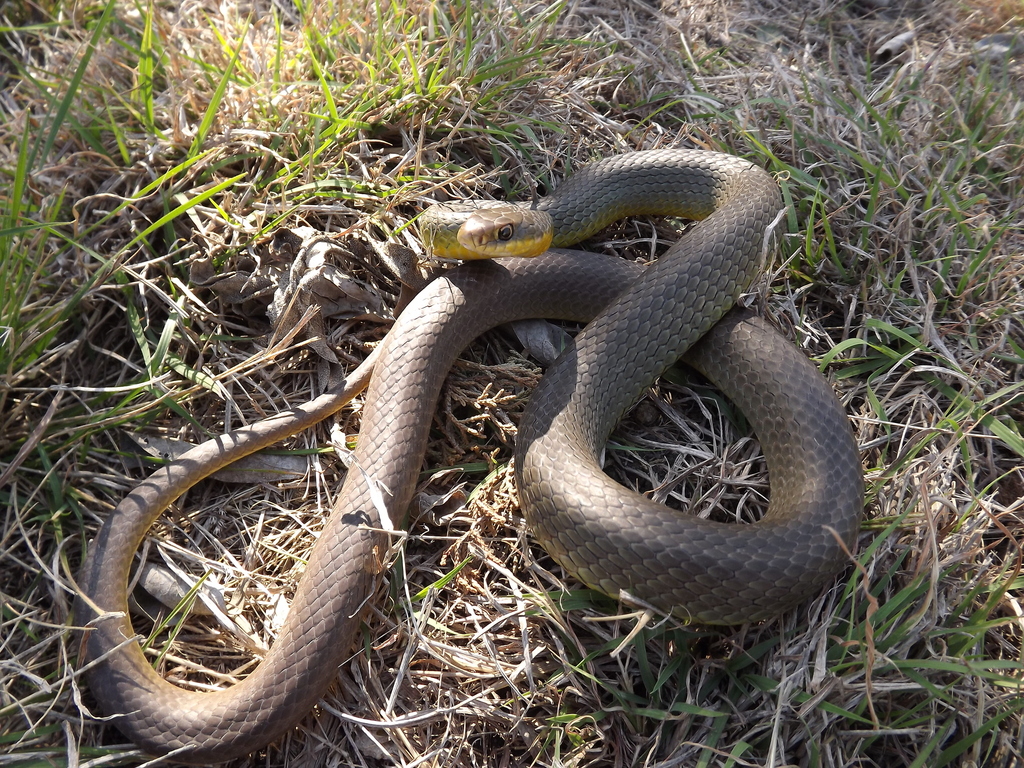 Blue Racer (Reptiles of Ohio) · iNaturalist