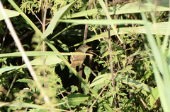 Acrocephalus scirpaceus