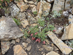 Oxytropis podocarpa