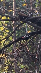 Dendrocopos major