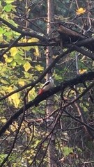 Dendrocopos major