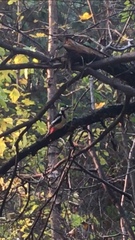 Dendrocopos major