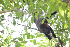 Alouatta guariba