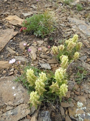 Oxytropis podocarpa