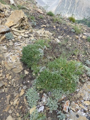 Oxytropis podocarpa