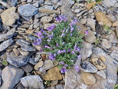 Oxytropis podocarpa