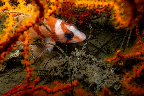 Flag rockfish (Sebastes rubrivinctus) — Sebastidae — 5
