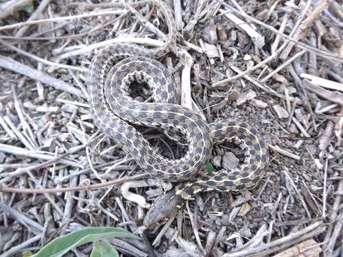 Photo of a Checkered Garter Snake (Thamnophis marcianus)