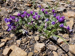 Oxytropis podocarpa