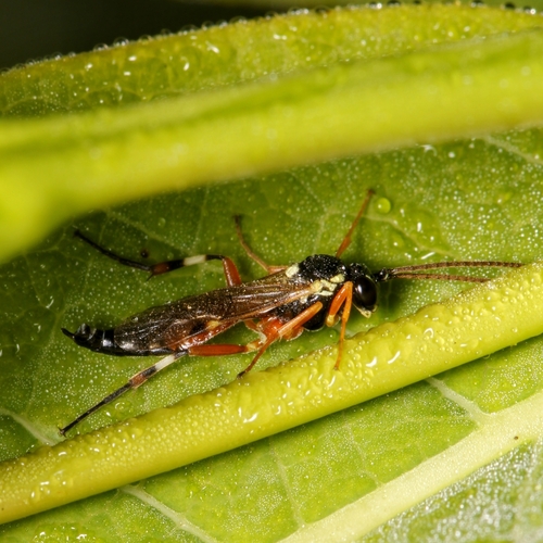 Common Hover Fly Parasitoid Wasp photo 4
