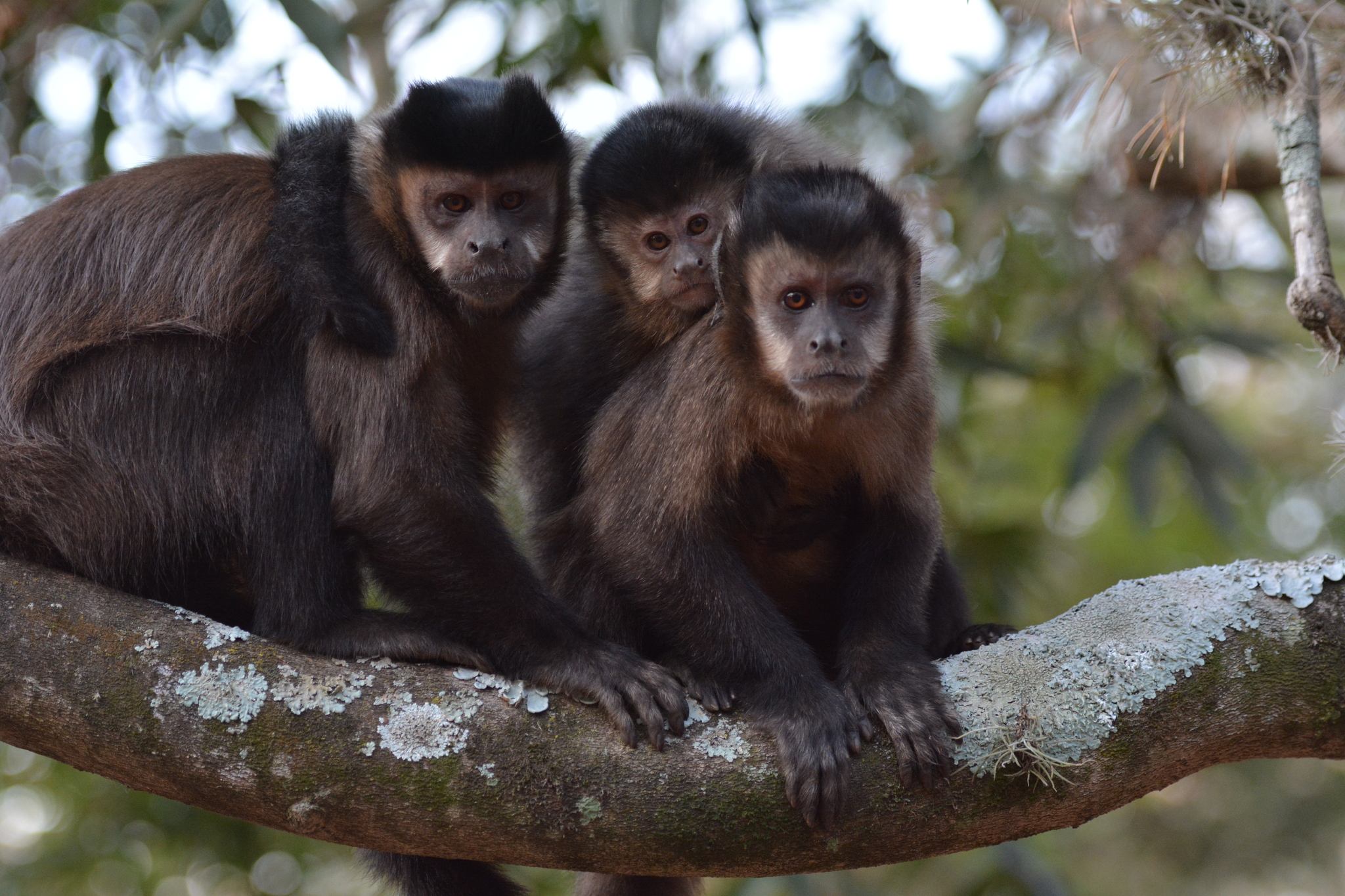 Macacos-prego (Sapajus nigritus) – informações