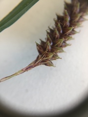 Carex ochrosaccus