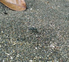 Calomera decemguttata