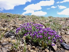 Oxytropis podocarpa