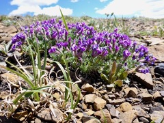 Oxytropis podocarpa