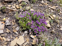Oxytropis podocarpa
