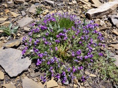 Oxytropis podocarpa