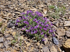 Oxytropis podocarpa