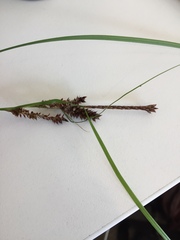 Carex ochrosaccus