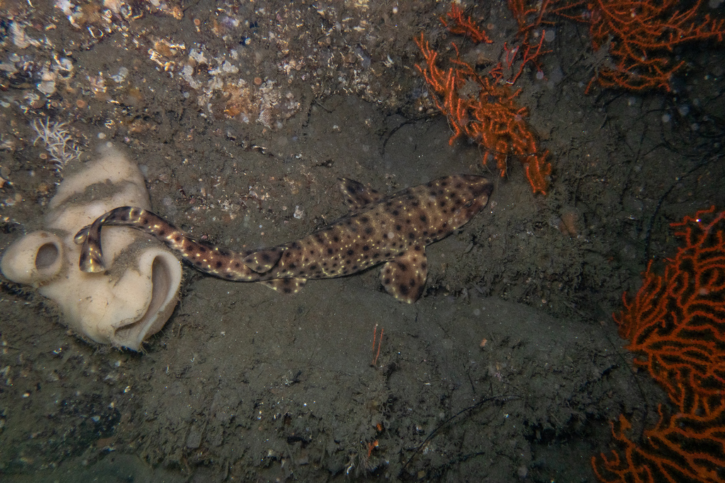 Swell shark (Cephaloscyllium ventriosum) — Scyliorhinidae