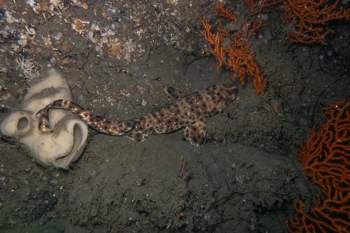 Swell shark (Cephaloscyllium ventriosum) — Scyliorhinidae