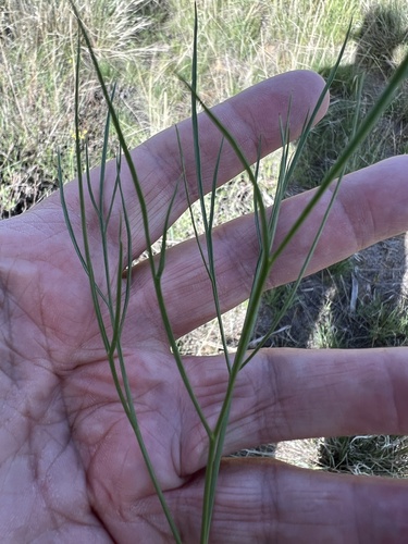 Image of Lomatium simplex by no rights reserved