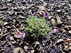 Oxytropis podocarpa