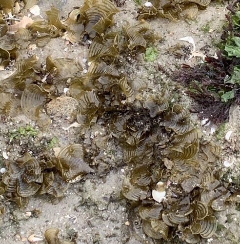 Padina gymnospora observed 2023-05-06