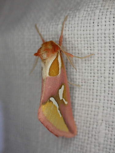 Axia margarita