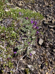 Oxytropis podocarpa