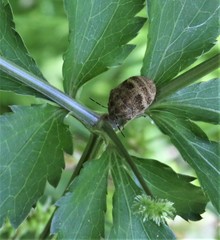 Orsilochides stictica
