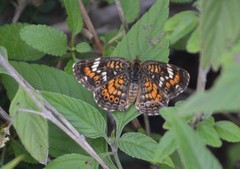 Phyciodes phaon phaon
