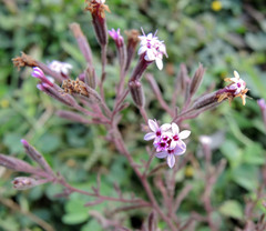 Stevia viscida