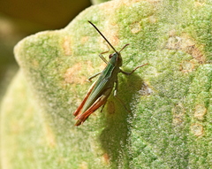 Chorthippus dichrous