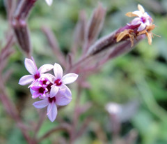 Stevia viscida