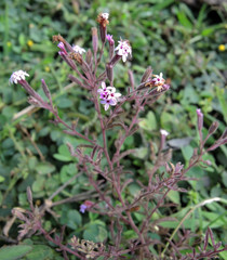 Stevia viscida