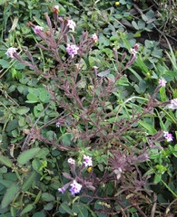 Stevia viscida