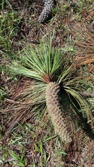 Pinus devoniana