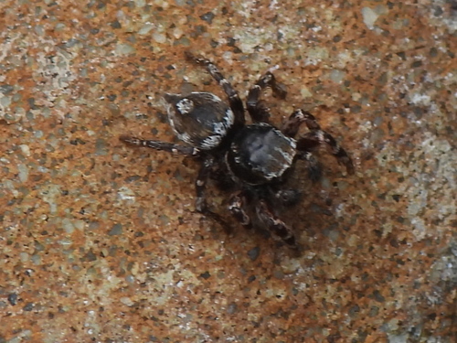 Habronattus fallax photo 4