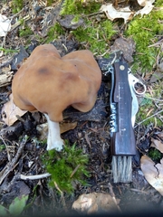 Gyromitra infula image