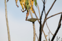 Leiothlypis ruficapilla