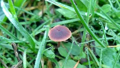 Macrocystidia cucumis