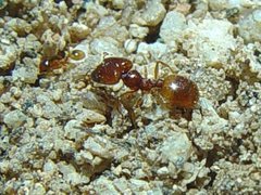 Pheidole gilvescens