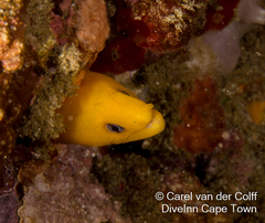Gymnothorax melatremus