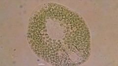 Vacuolariaceae
