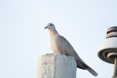 Streptopelia decaocto