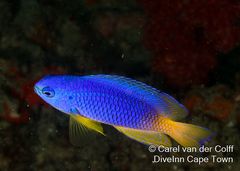 Pomacentrus caeruleus