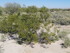 Larrea tridentata