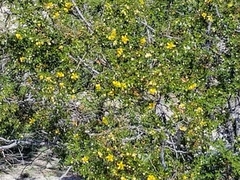 Larrea tridentata